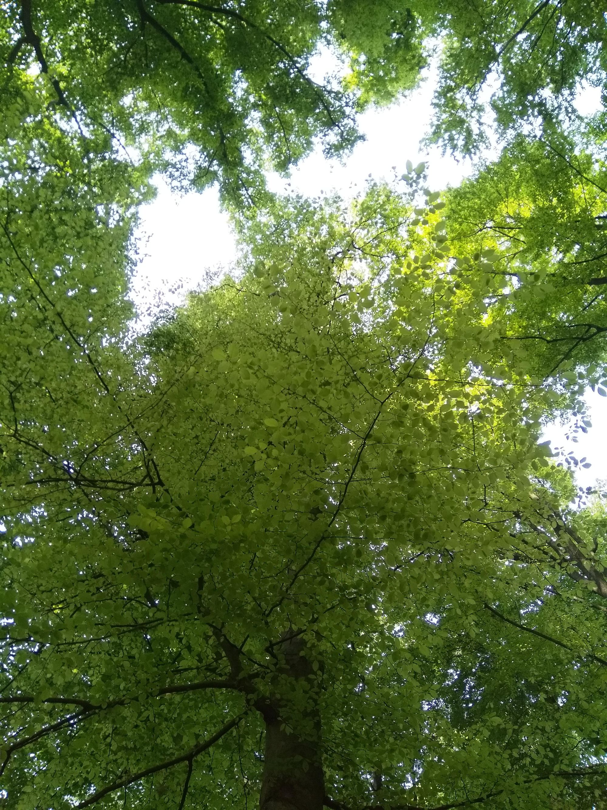 Milieuvriendelijk schoonmaken