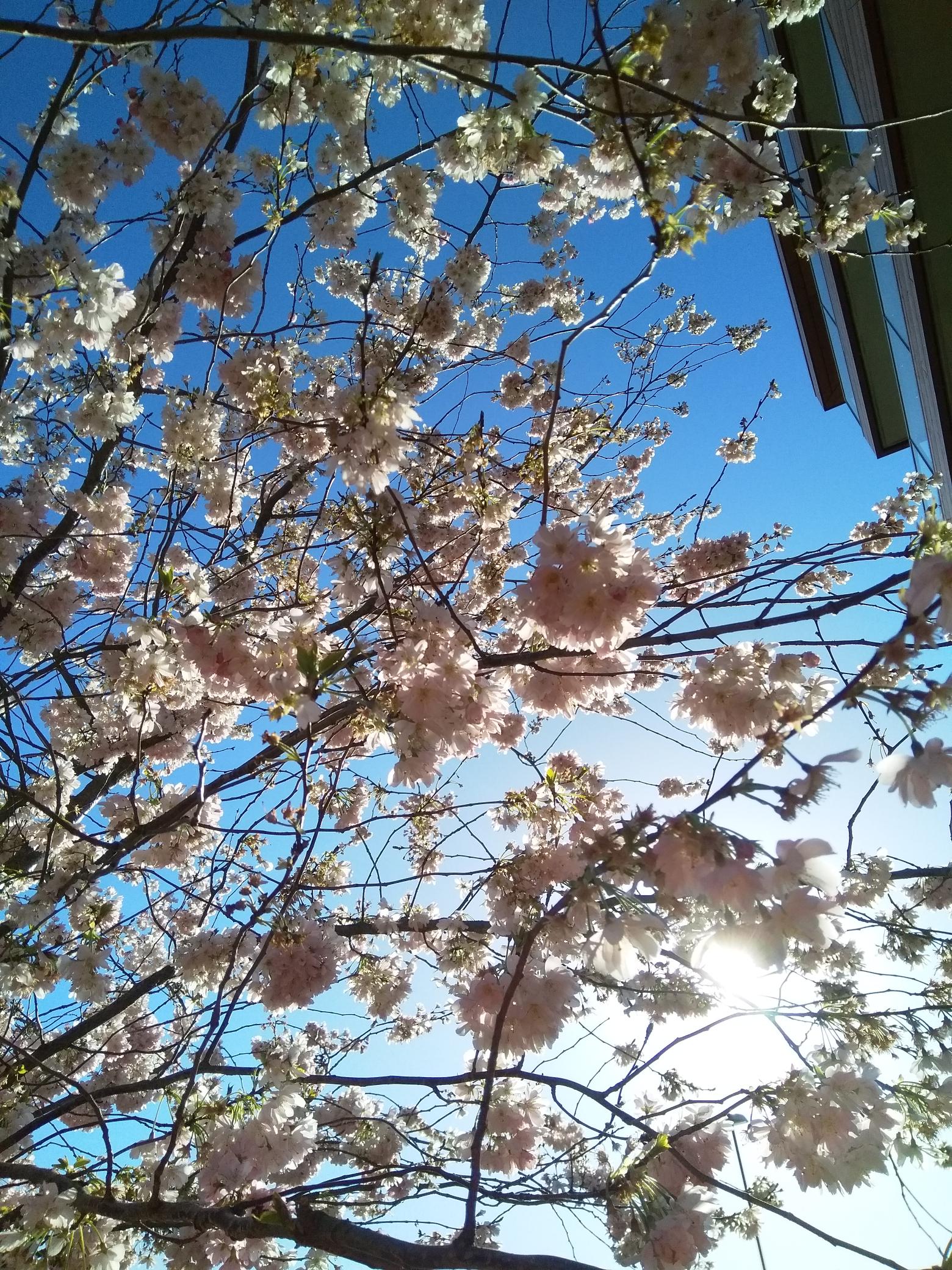 Vegan lente koekjes met vlierbloesem glazuur