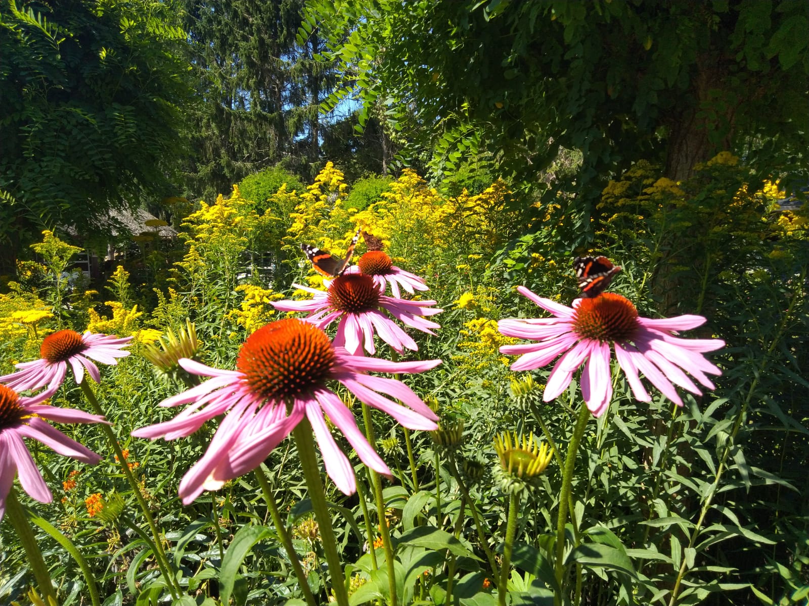 Meer vlinders in je tuin